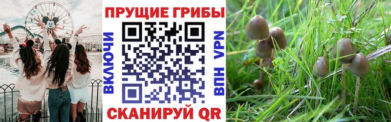 закладка  Мурманск  блэк спрут ONION  Псилоцибиновые грибы мухоморы 